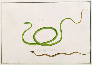 Volun Daw-on, da Disegni di animali, insetti e rettili di Malacca, c.1805-18